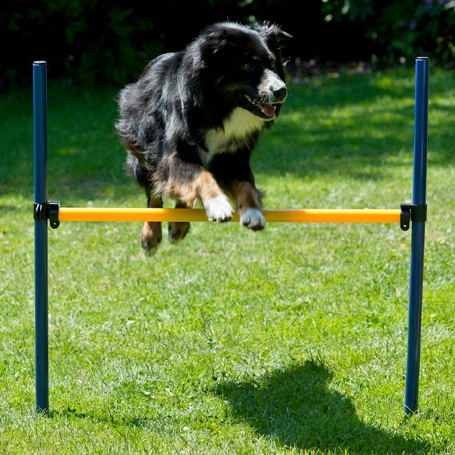 Agility Einsteigerset Hürden, Slalom, Box