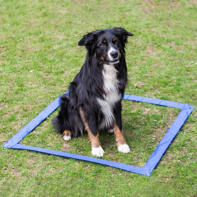 Agility Einsteigerset Hürden, Slalom, Box