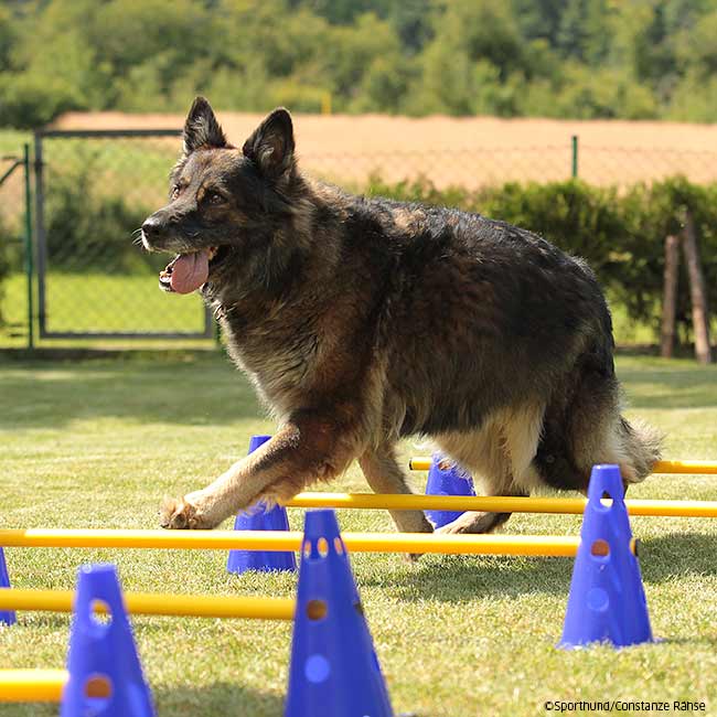 Cavaletti Steckhürdenset für Hunde