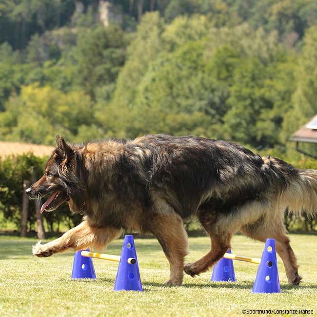 Cavaletti Steckhürdenset für Hunde